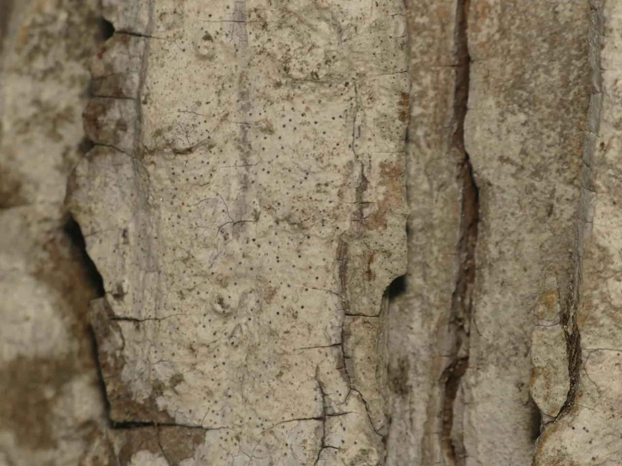 Arthopyrenia claviformis (Arthopyrenia claviformis) — photo mycologique
