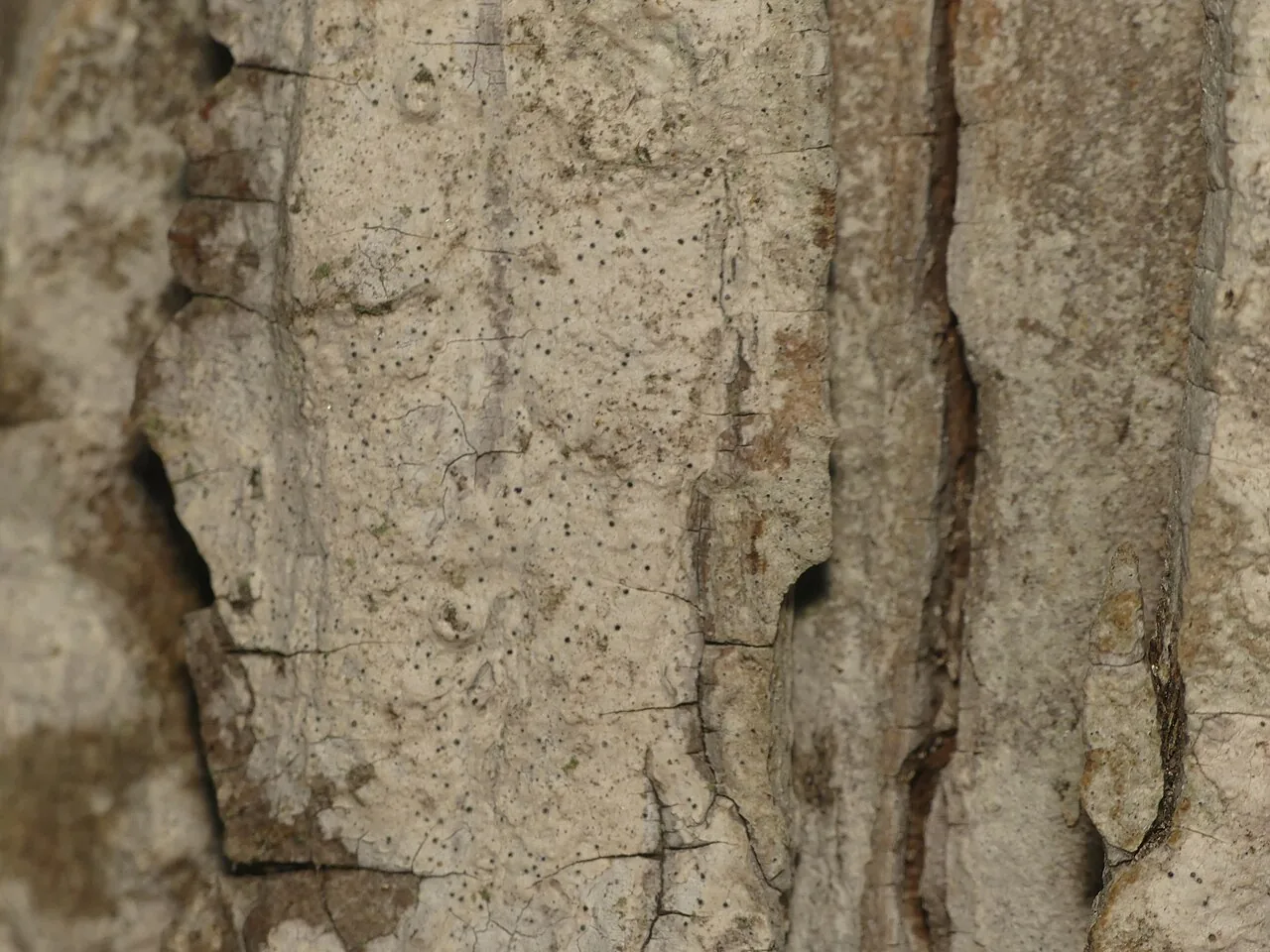 Arthopyrenia subvelata (Arthopyrenia subvelata) — photo mycologique