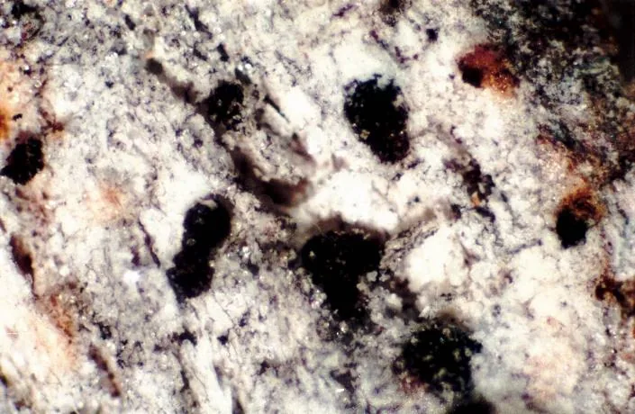 Arthothelium orbilliferum (Arthothelium orbilliferum) — photo mycologique