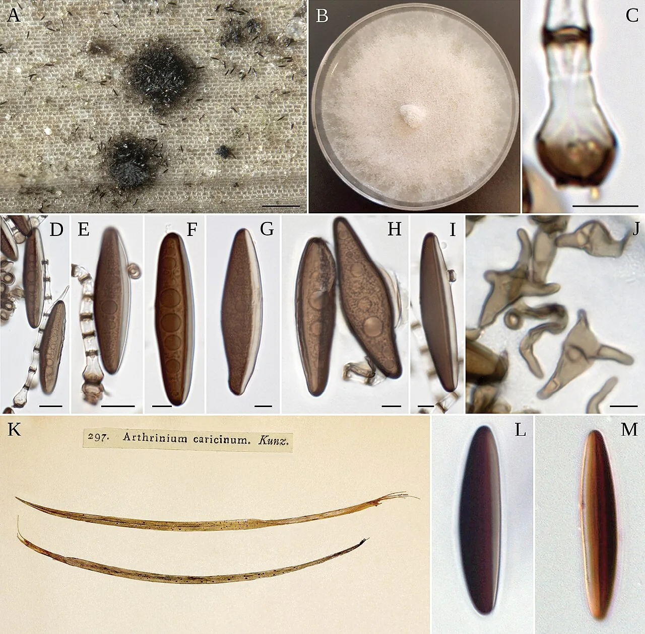 Arthrinium caricicola (Arthrinium caricicola) — photo mycologique
