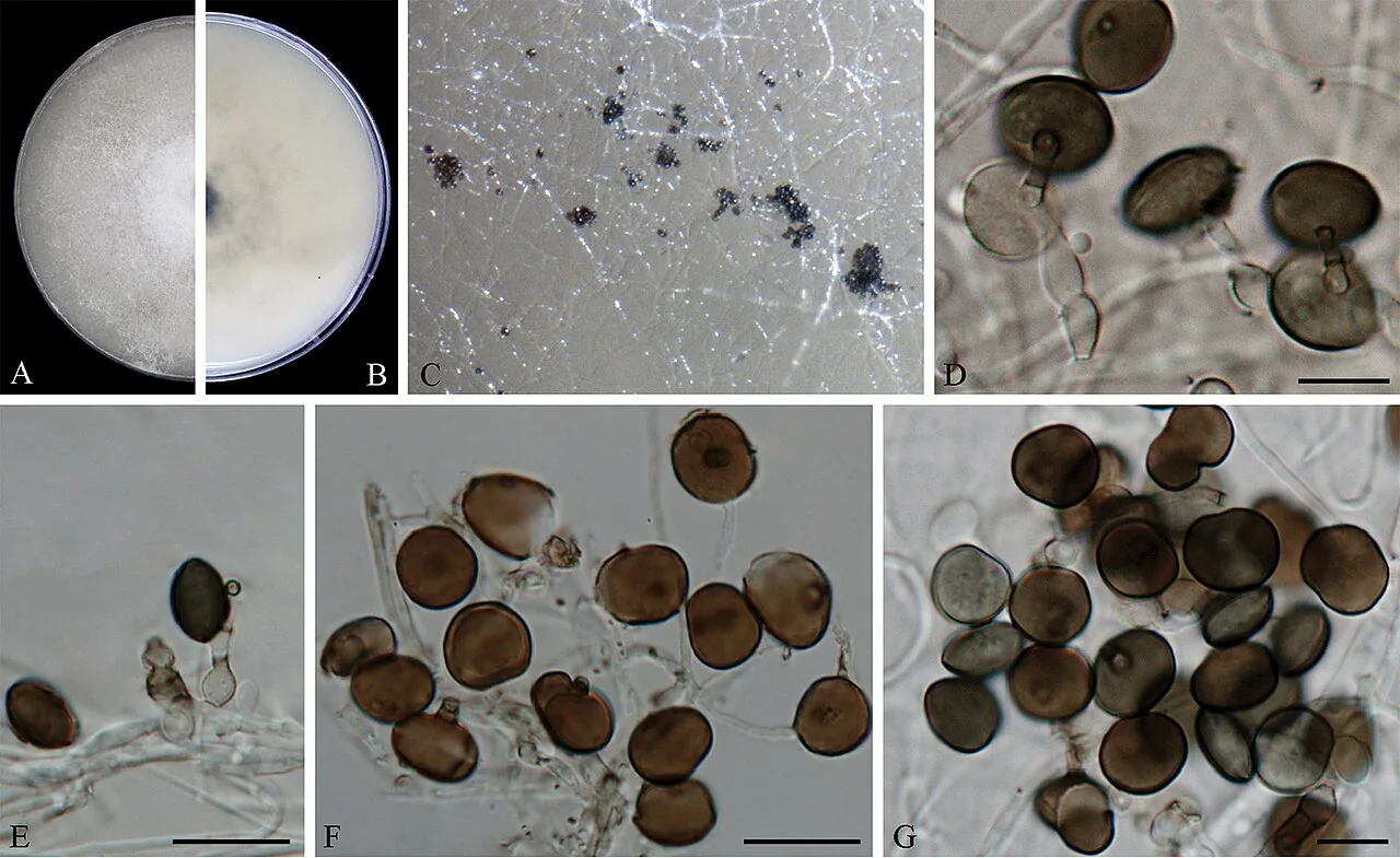 Arthrinium lobatum (Arthrinium lobatum) — photo mycologique