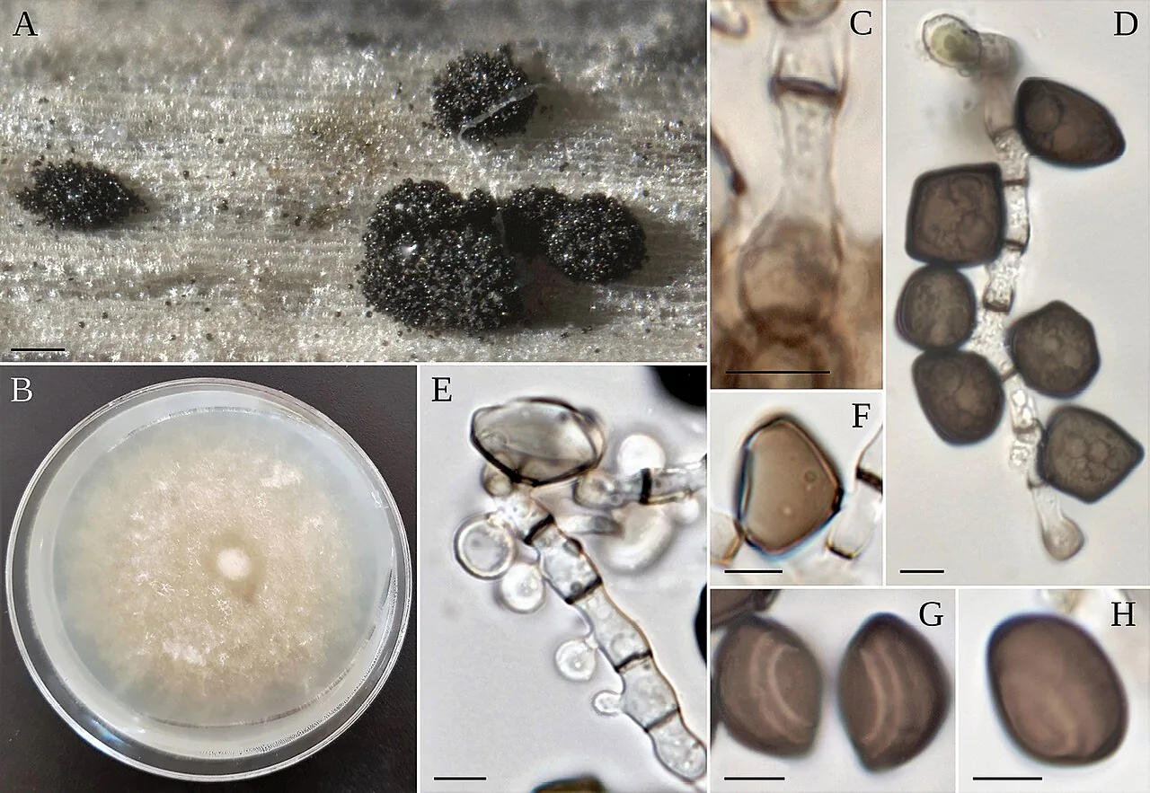 Arthrinium puccinioides (Arthrinium puccinioides) — photo mycologique