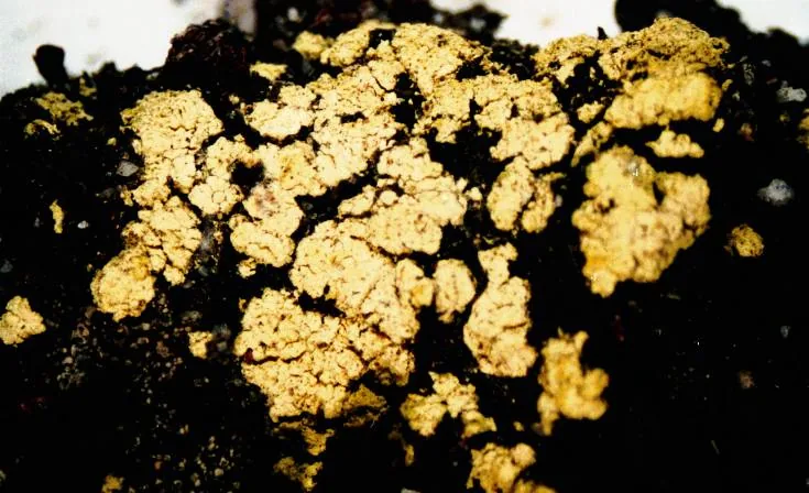 Arthrorhaphis olivaceae (Arthrorhaphis olivaceae) — photo mycologique