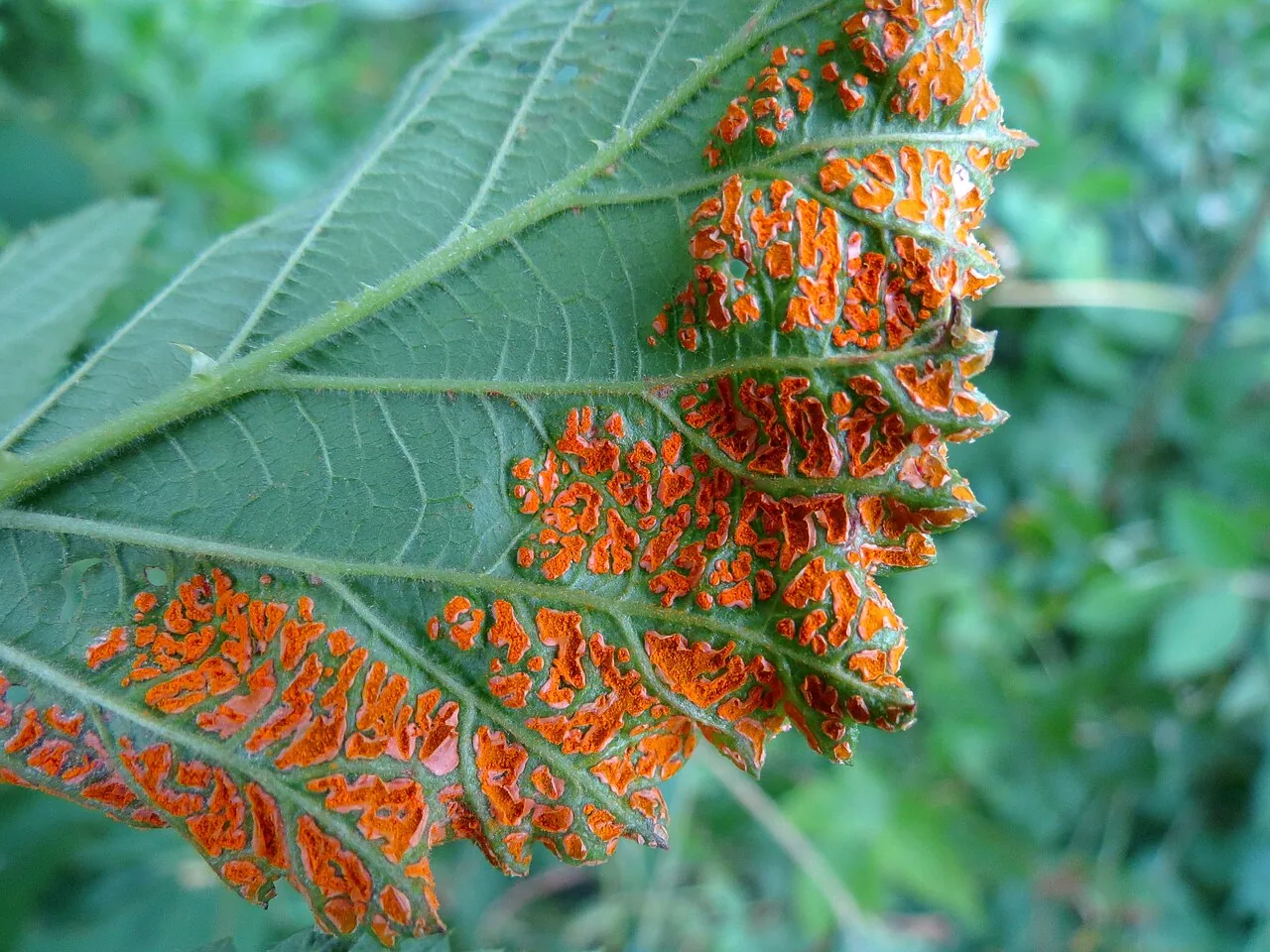 Arthuriomyces peckianus (Arthuriomyces peckianus) — photo mycologique