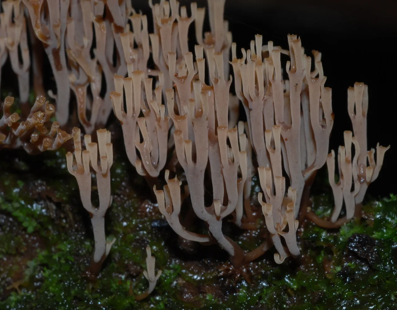 Artomyces colensoi (Artomyces colensoi) — photo mycologique