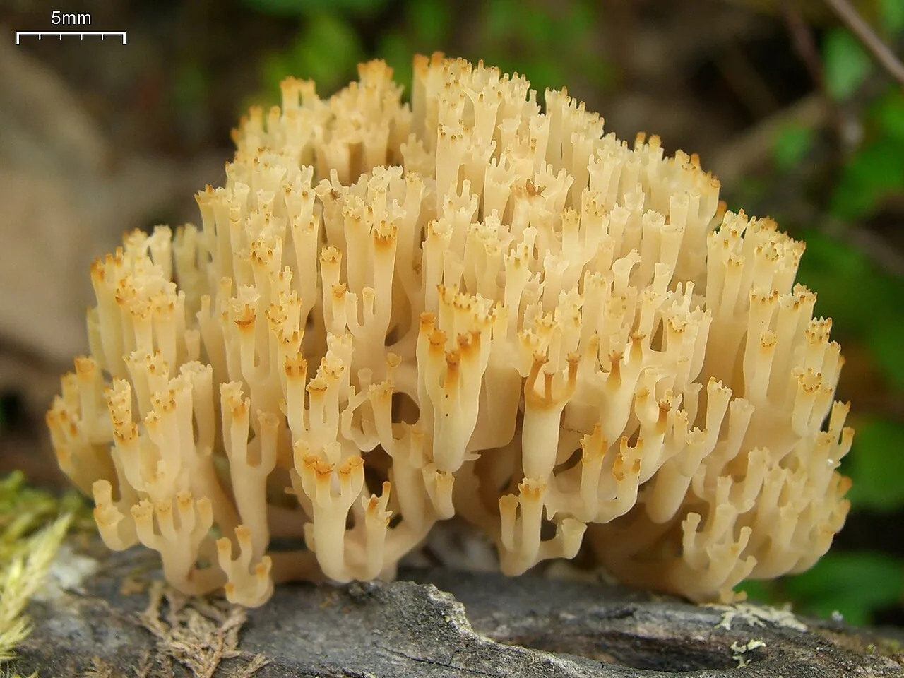 Artomyces microsporus (Artomyces microsporus) — photo mycologique
