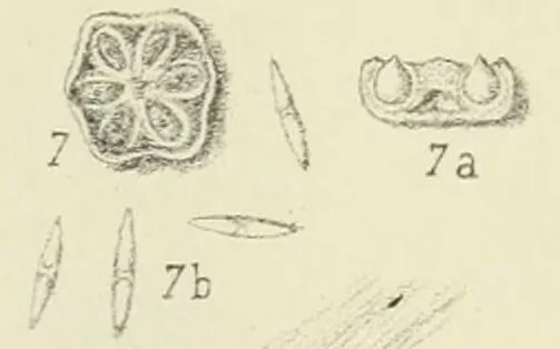 Aschersonia coffeae (Aschersonia coffeae) — photo mycologique