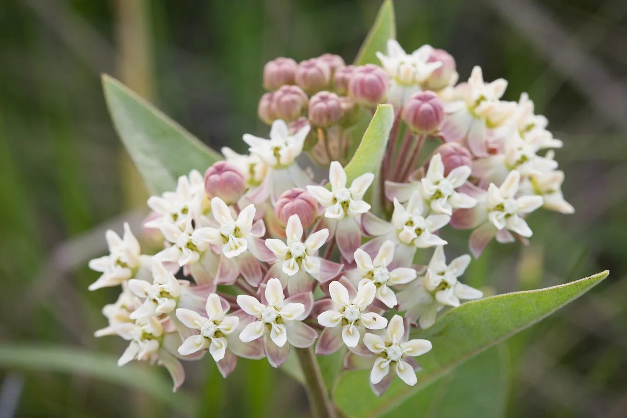 Asclépiade à feuilles ovales (Asclepias ovalifolia) : photo botanique