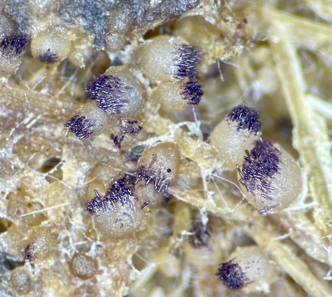 Ascobolus albidus (Ascobolus albidus) — photo mycologique