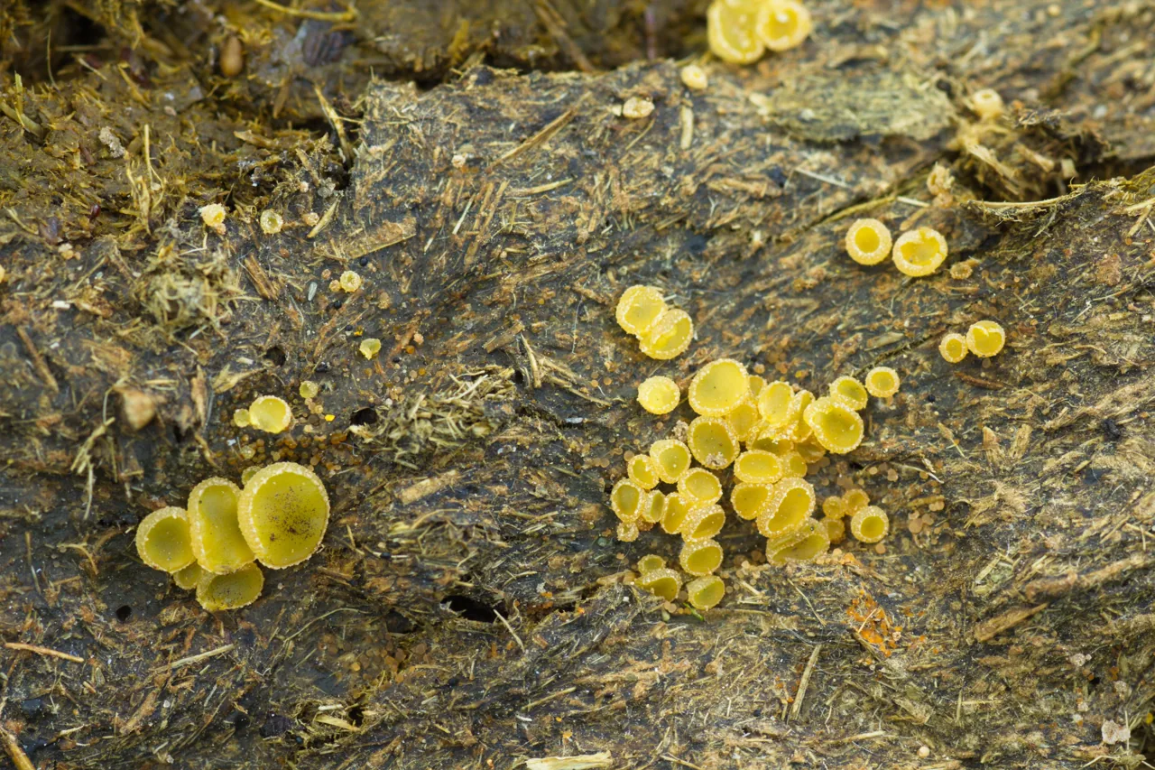 Ascobolus minutus (Ascobolus minutus) — photo mycologique