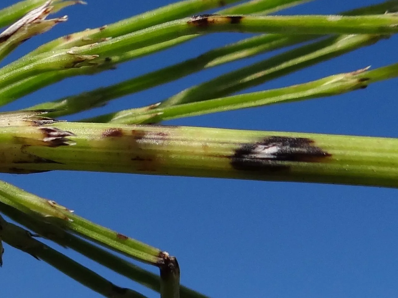 Ascochyta equiseti (Ascochyta equiseti) — photo mycologique
