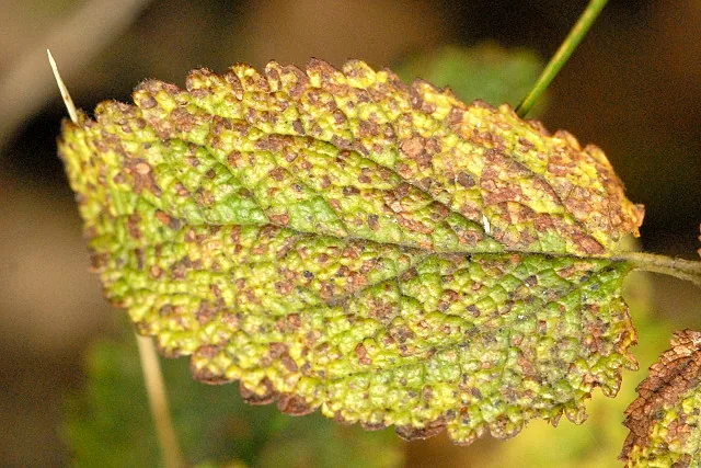 Ascochyta graminicola (Ascochyta graminicola) — photo mycologique