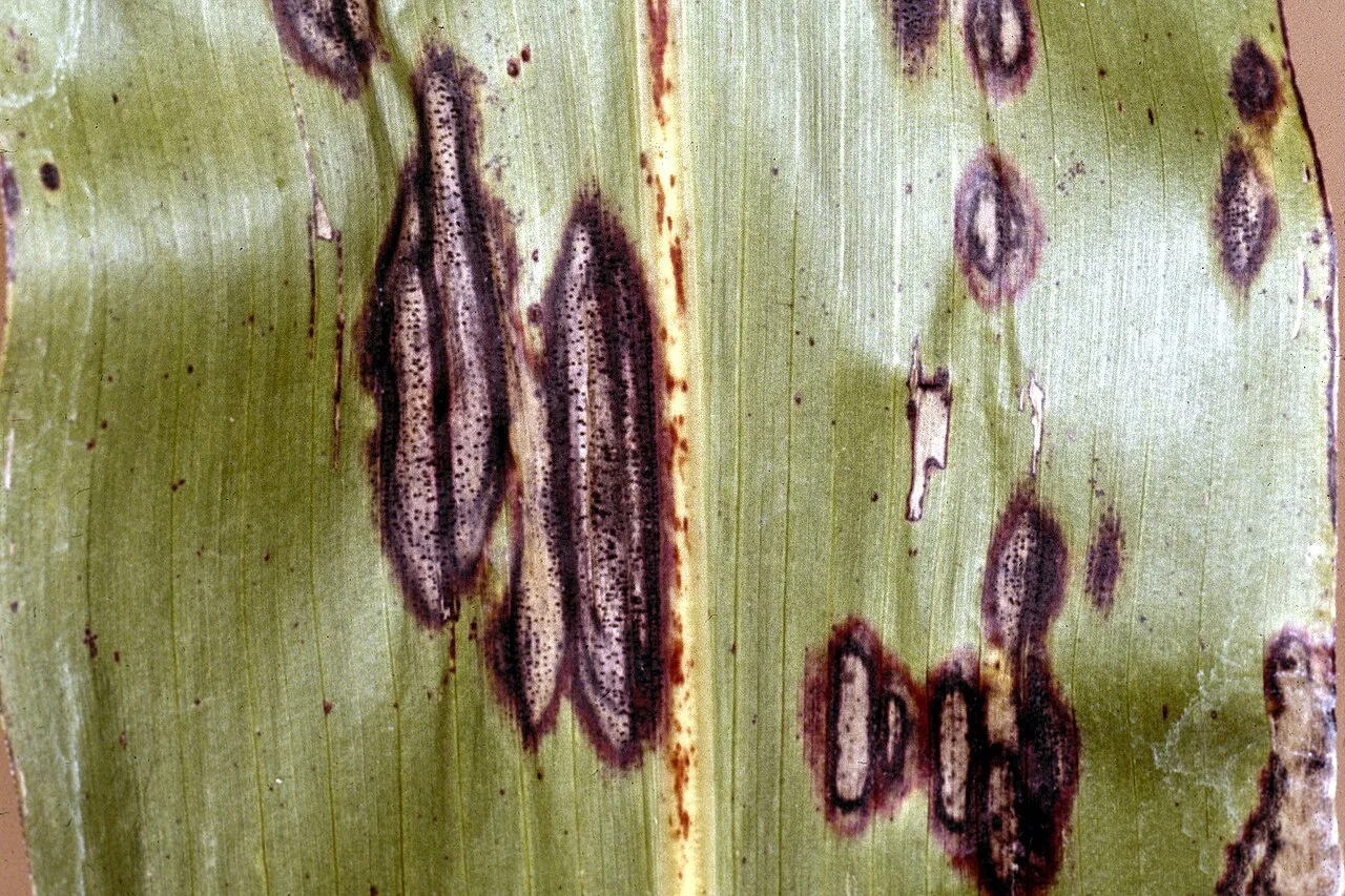 Ascochyta quadriguttulata (Ascochyta quadriguttulata) — photo mycologique