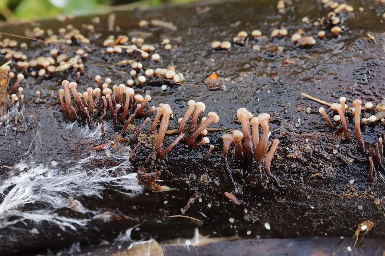 Ascocoryne albida (Ascocoryne albida) — photo mycologique