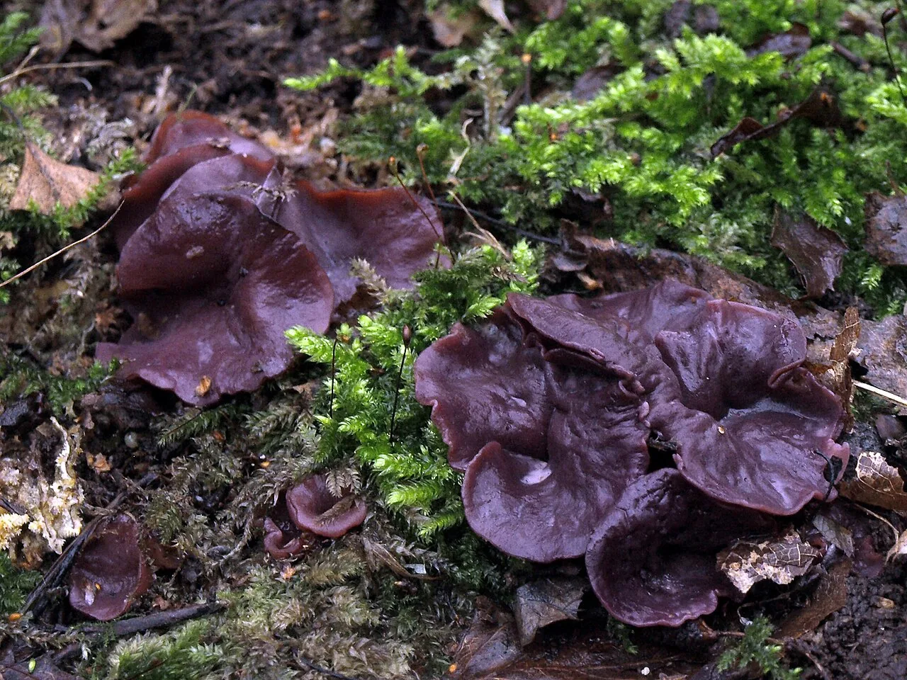 Ascocoryne cylichnium (Ascocoryne cylichnium) — photo mycologique