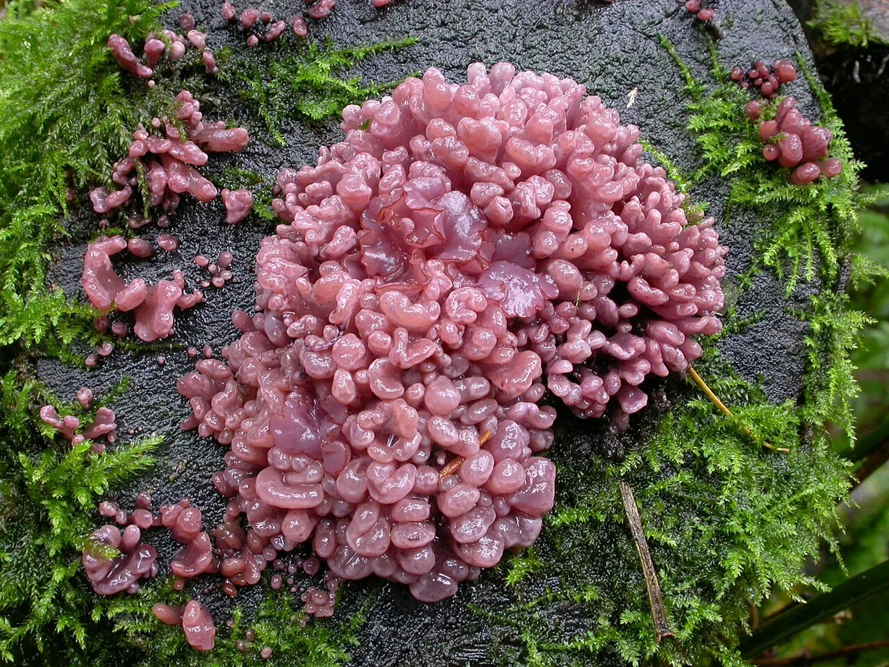 Ascocoryne inflata (Ascocoryne inflata) — photo mycologique