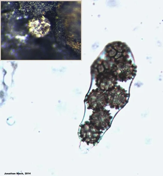 Ascodesmis nigricans (Ascodesmis nigricans) — photo mycologique