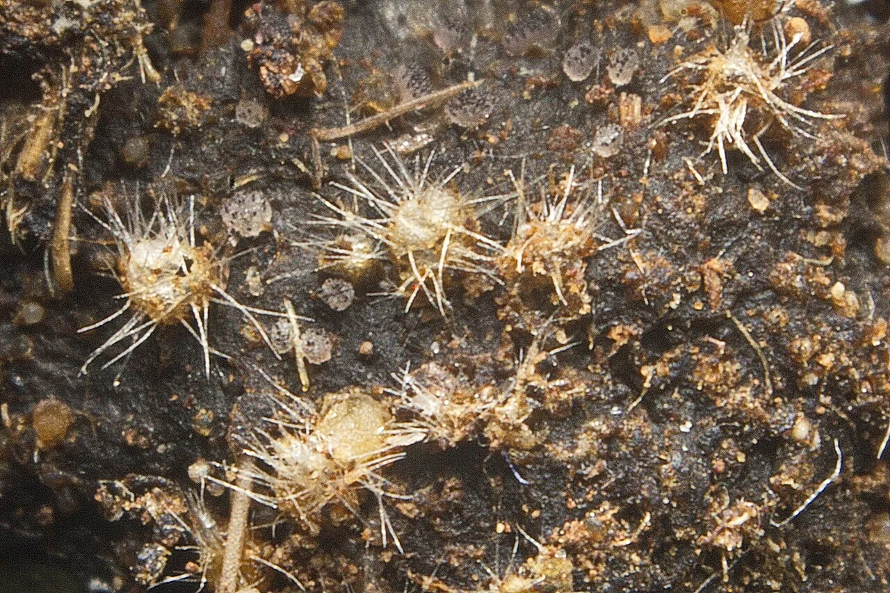Ascophanus scherffelii (Ascophanus scherffelii) — photo mycologique
