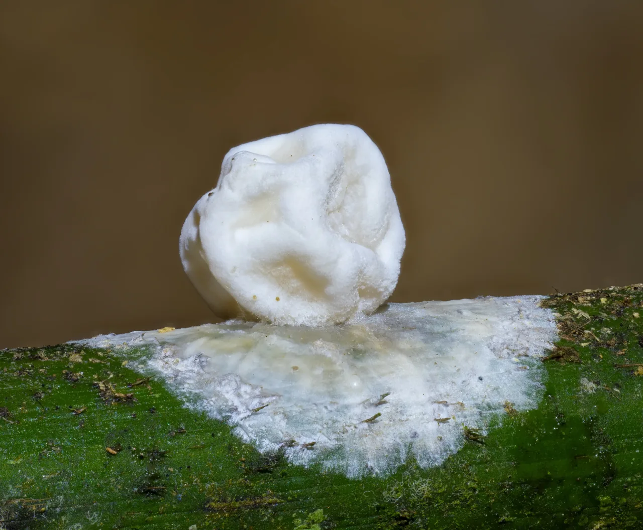 Ascopolyporus philodendri (Ascopolyporus philodendri) — photo mycologique