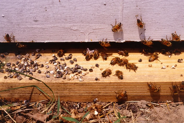 Ascosphaera apis (Ascosphaera apis) — photo mycologique