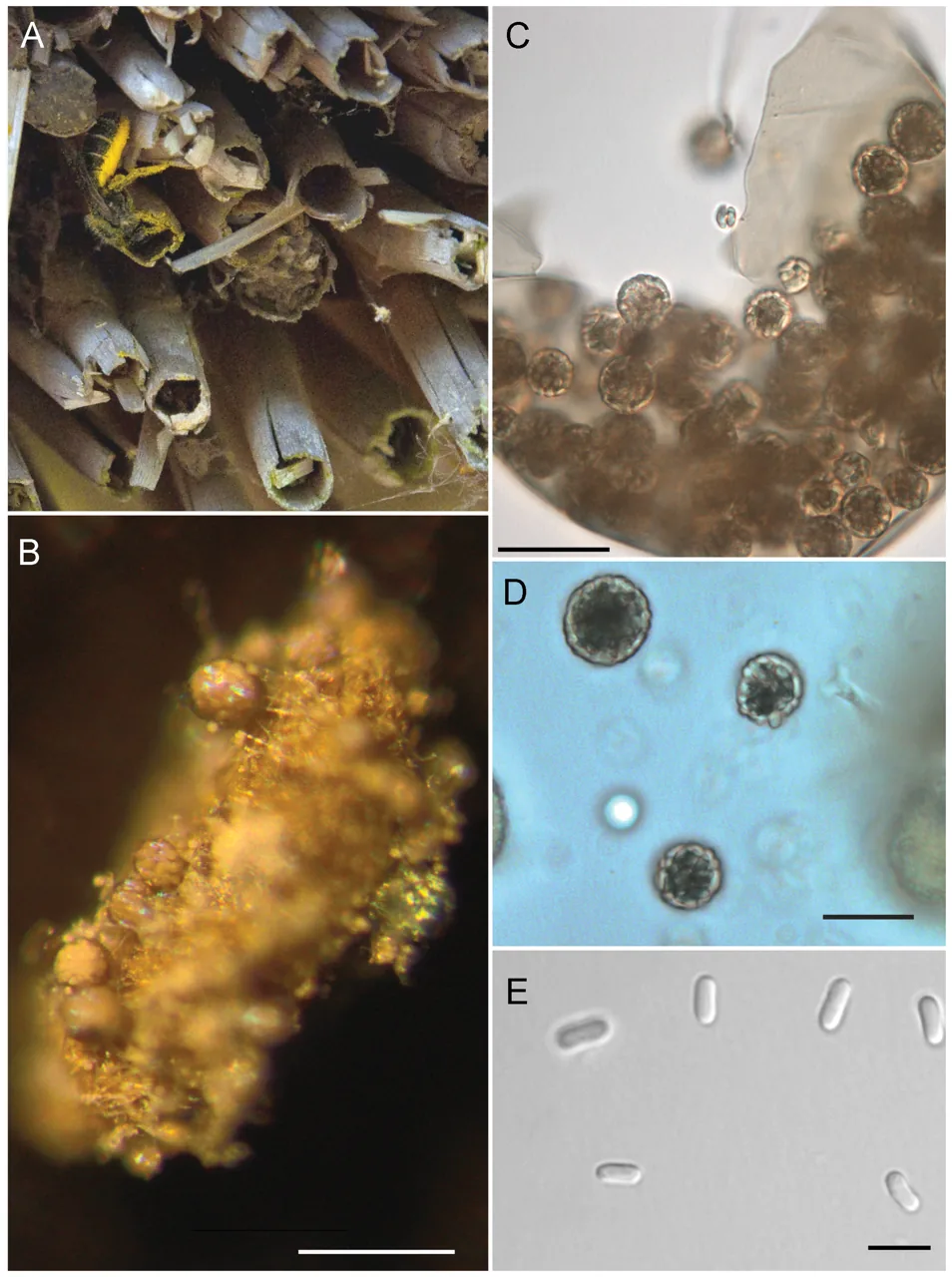 Ascosphaera osmophila (Ascosphaera osmophila) — photo mycologique