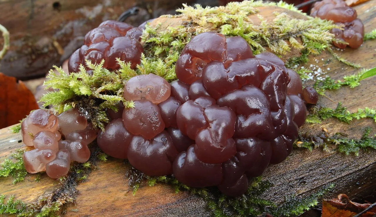 Ascotremella faginea (Ascotremella faginea) — photo mycologique