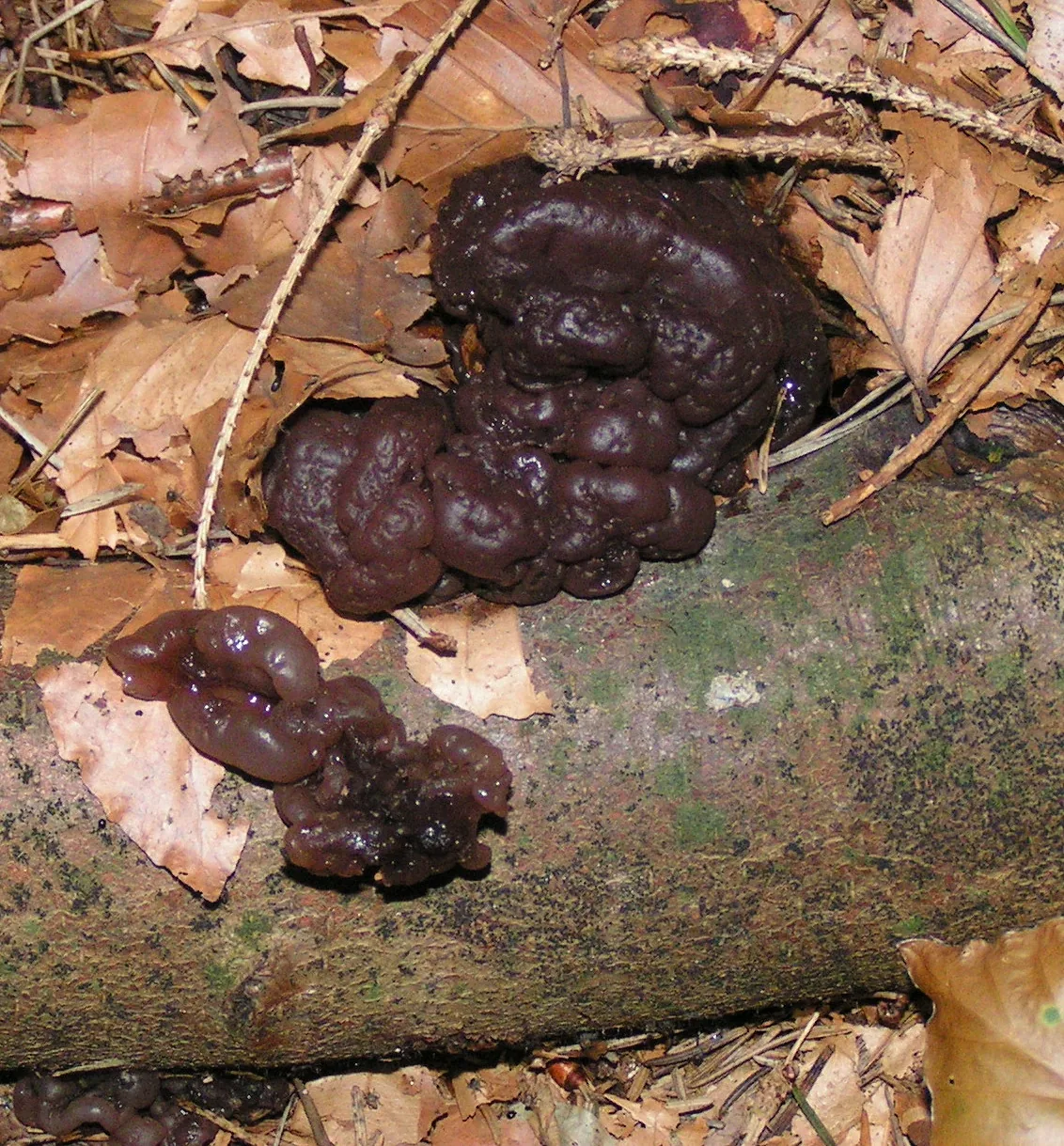 Ascotremella turbinata (Ascotremella turbinata) — photo mycologique