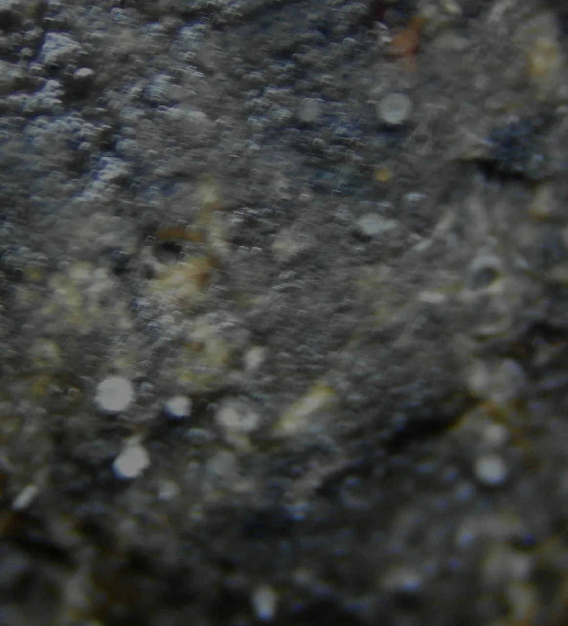 Ascozonus cunicularius (Ascozonus cunicularius) — photo mycologique