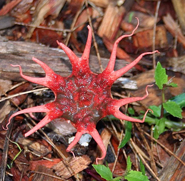 Aseroe rubra (Aseroe rubra) — photo mycologique