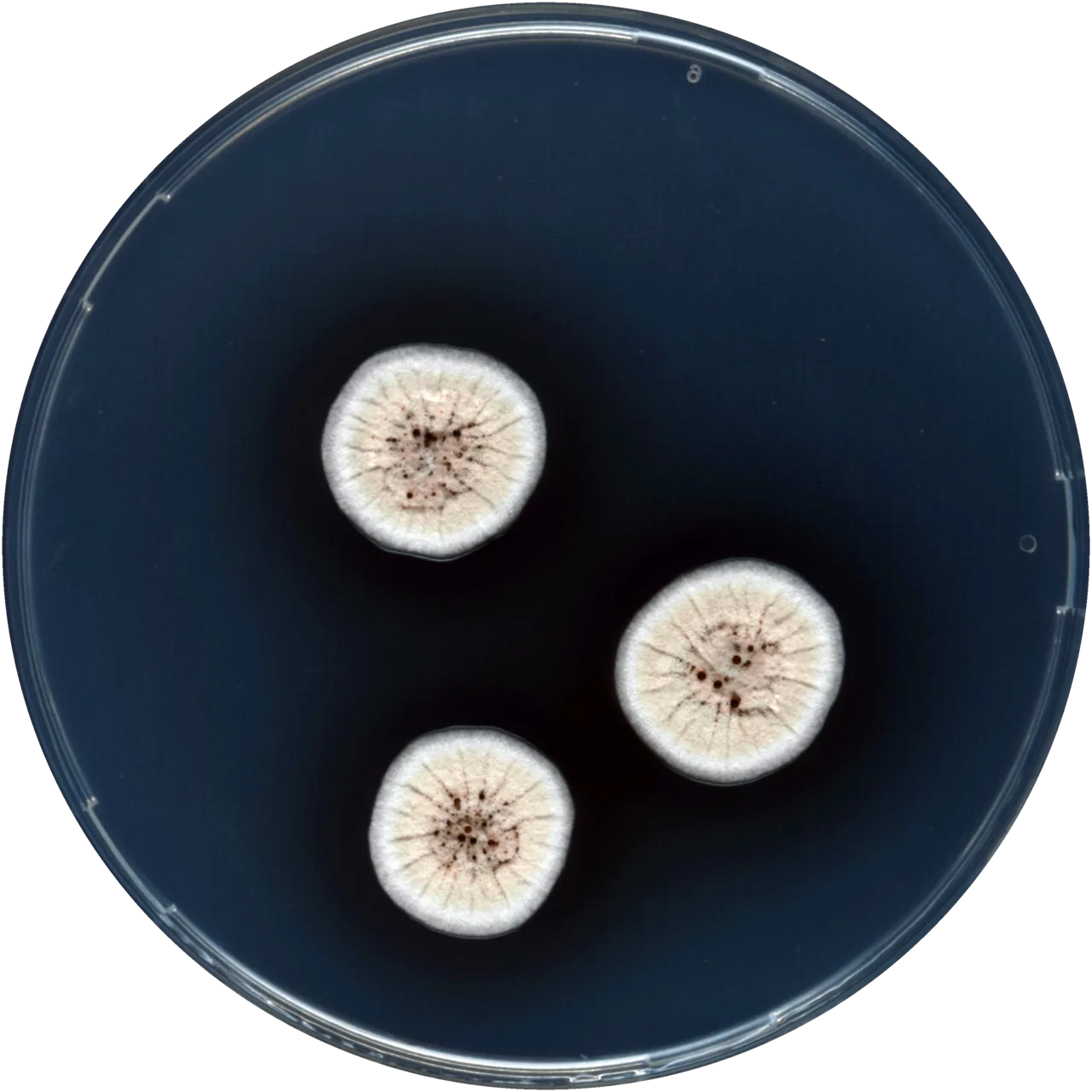 Aspergillus austroafricanus (Aspergillus austroafricanus) — photo mycologique