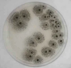 Aspergillus awamori (Aspergillus awamori) — photo mycologique