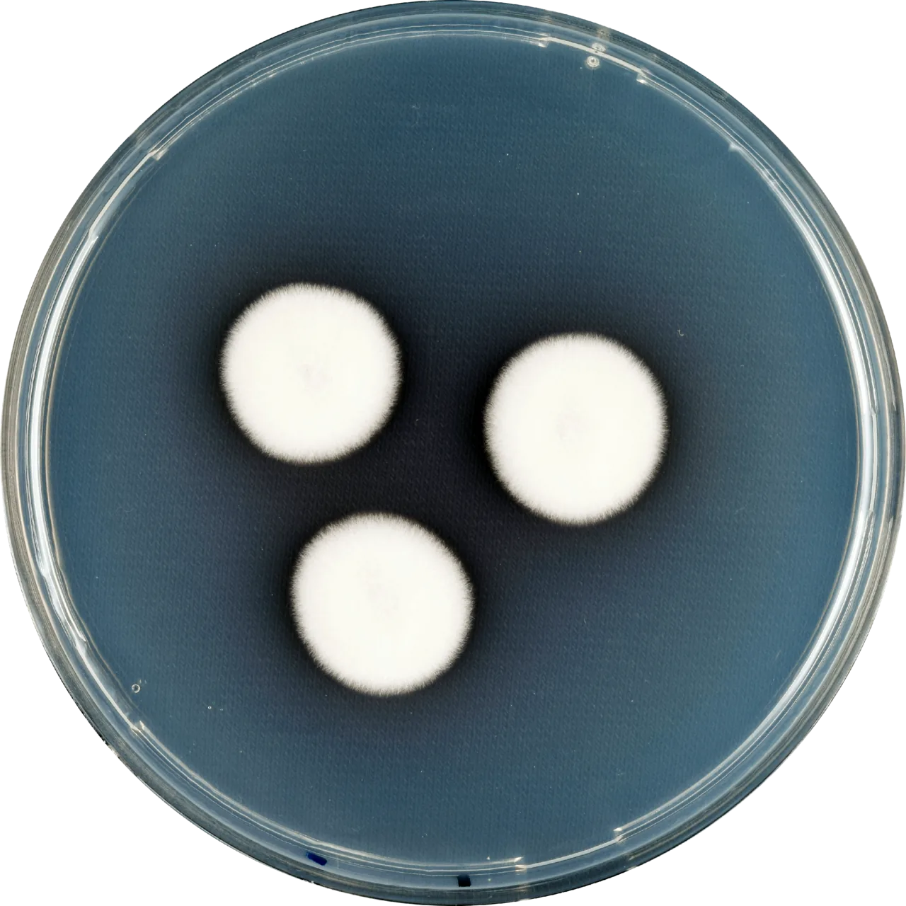 Aspergillus bicolor (Aspergillus bicolor) — photo mycologique