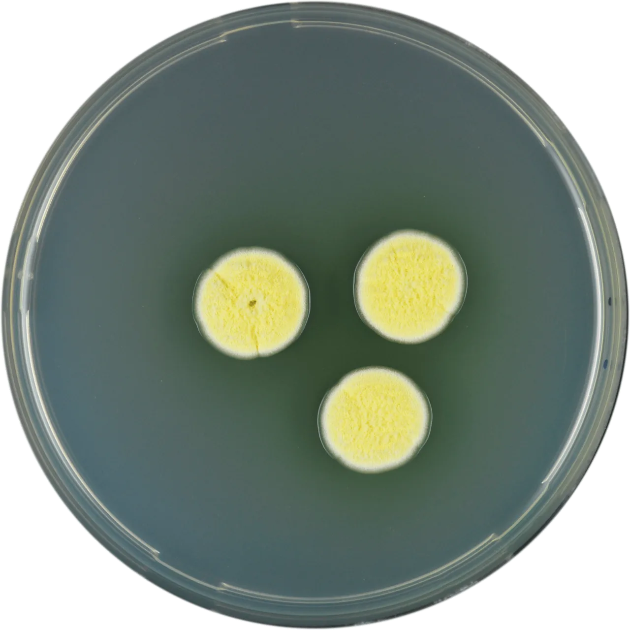 Aspergillus campestris (Aspergillus campestris) — photo mycologique