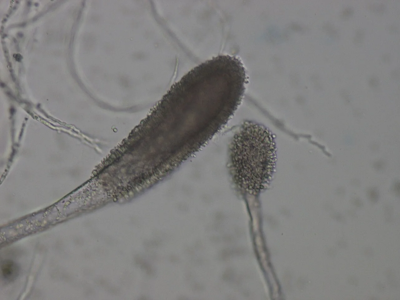 Aspergillus clavatus (Aspergillus clavatus) — photo mycologique
