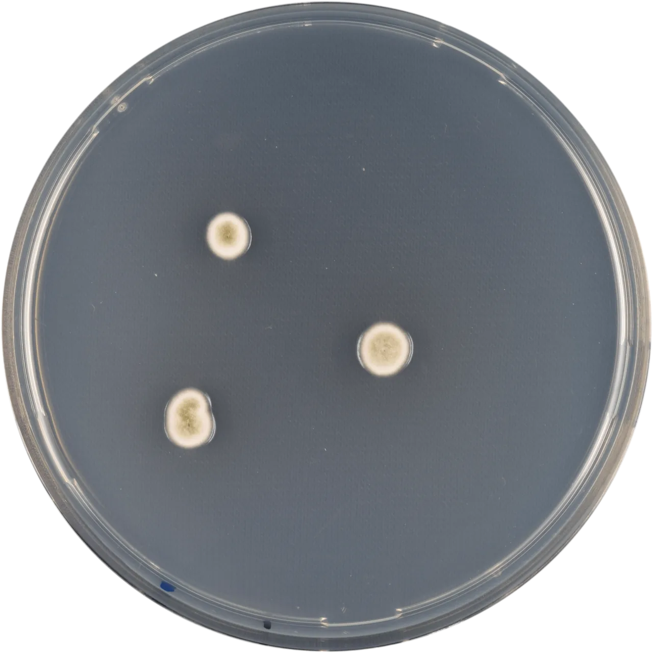 Aspergillus crustosus (Aspergillus crustosus) — photo mycologique