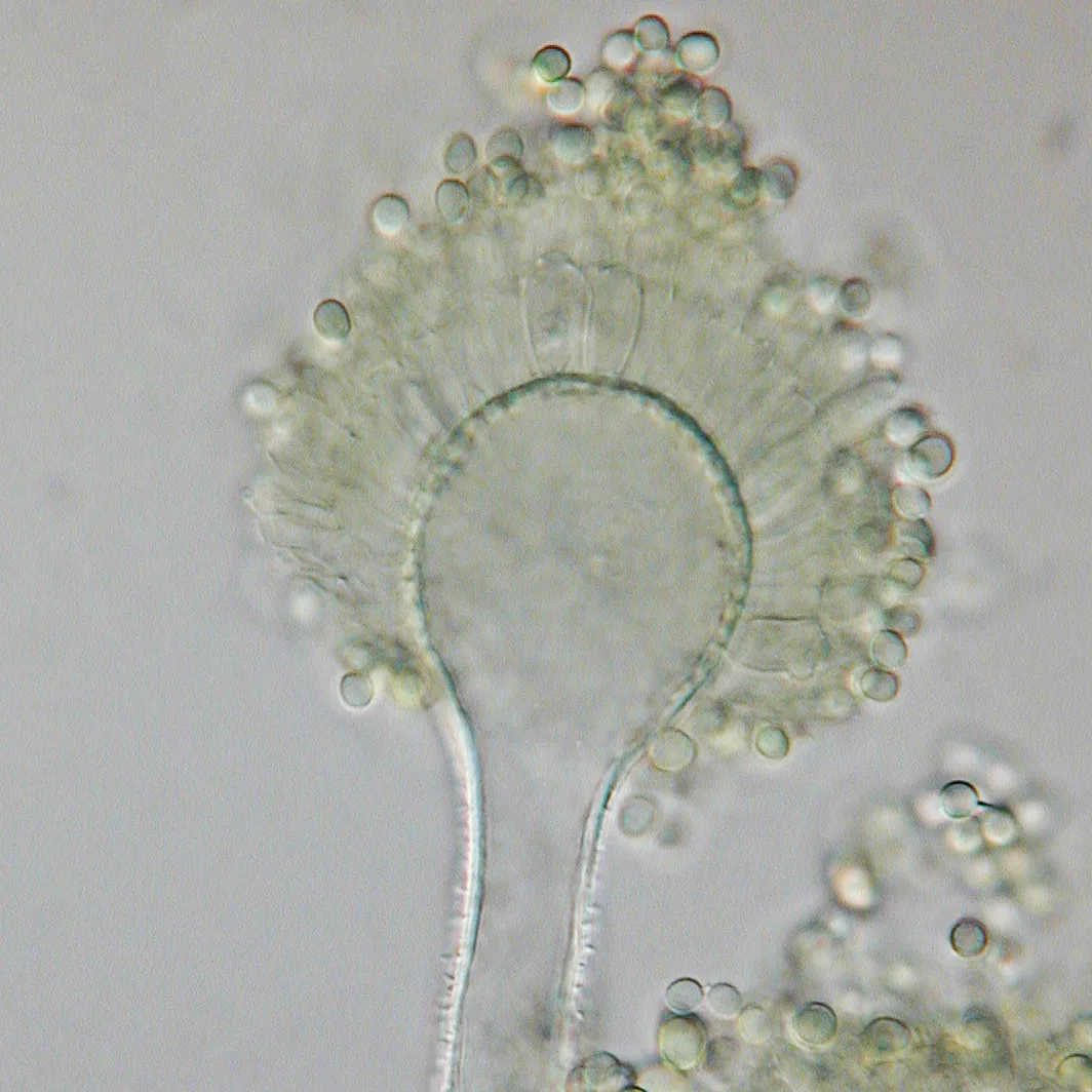 Aspergillus flavus (Aspergillus flavus) — photo mycologique