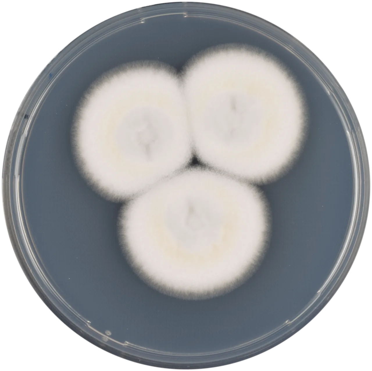 Aspergillus fumigatiaffinis (Aspergillus fumigatiaffinis) — photo mycologique