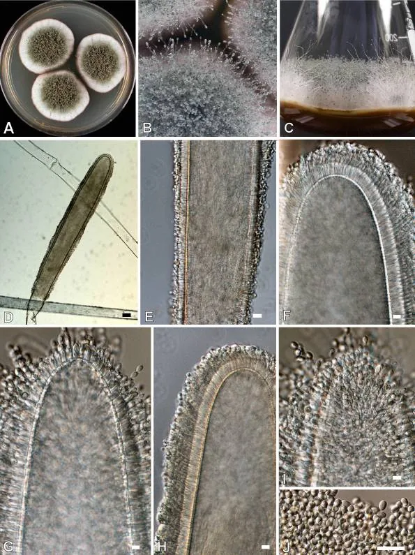 Aspergillus giganteus (Aspergillus giganteus) — photo mycologique