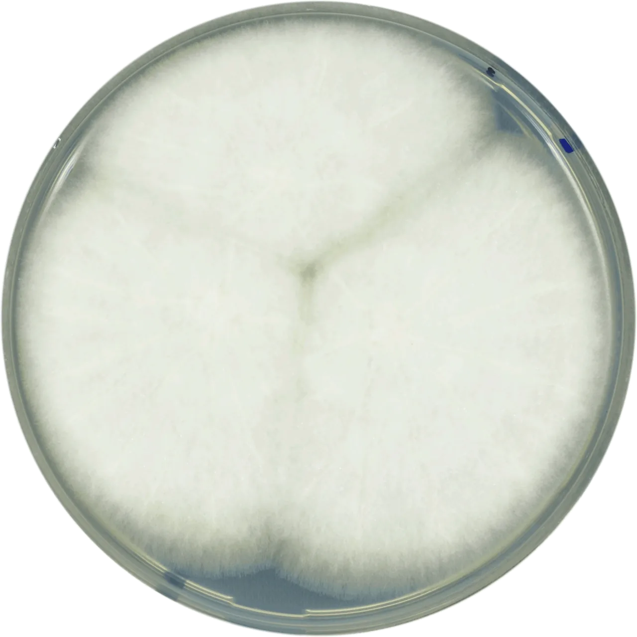 Aspergillus leporis (Aspergillus leporis) — photo mycologique