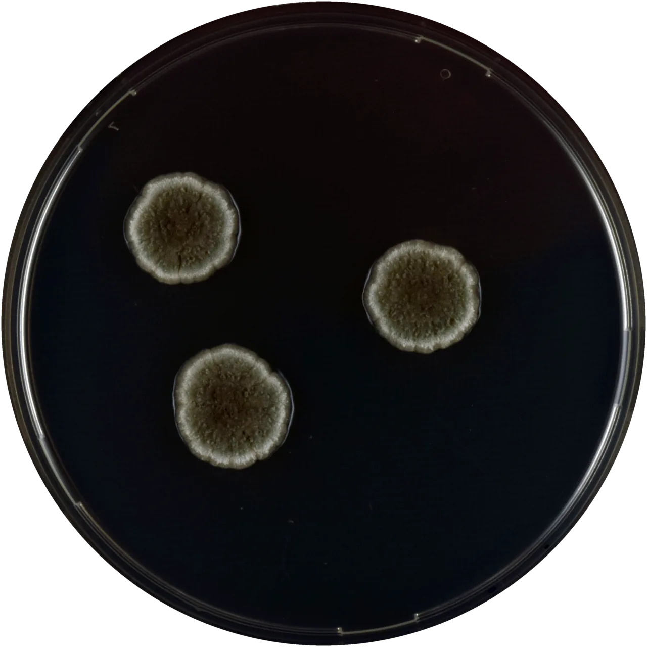 Aspergillus montevidensis (Aspergillus montevidensis) — photo mycologique