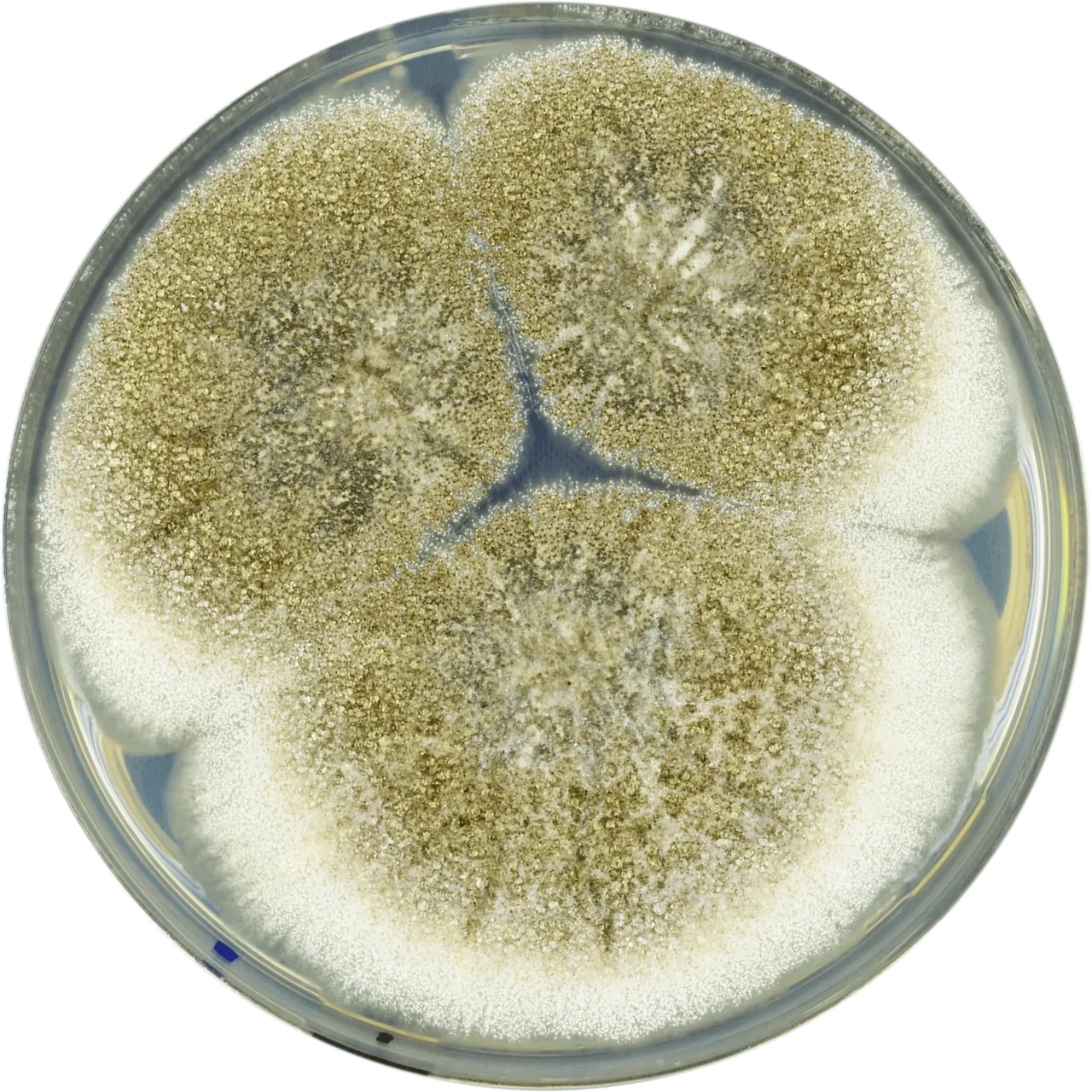 Aspergillus mottae (Aspergillus mottae) — photo mycologique