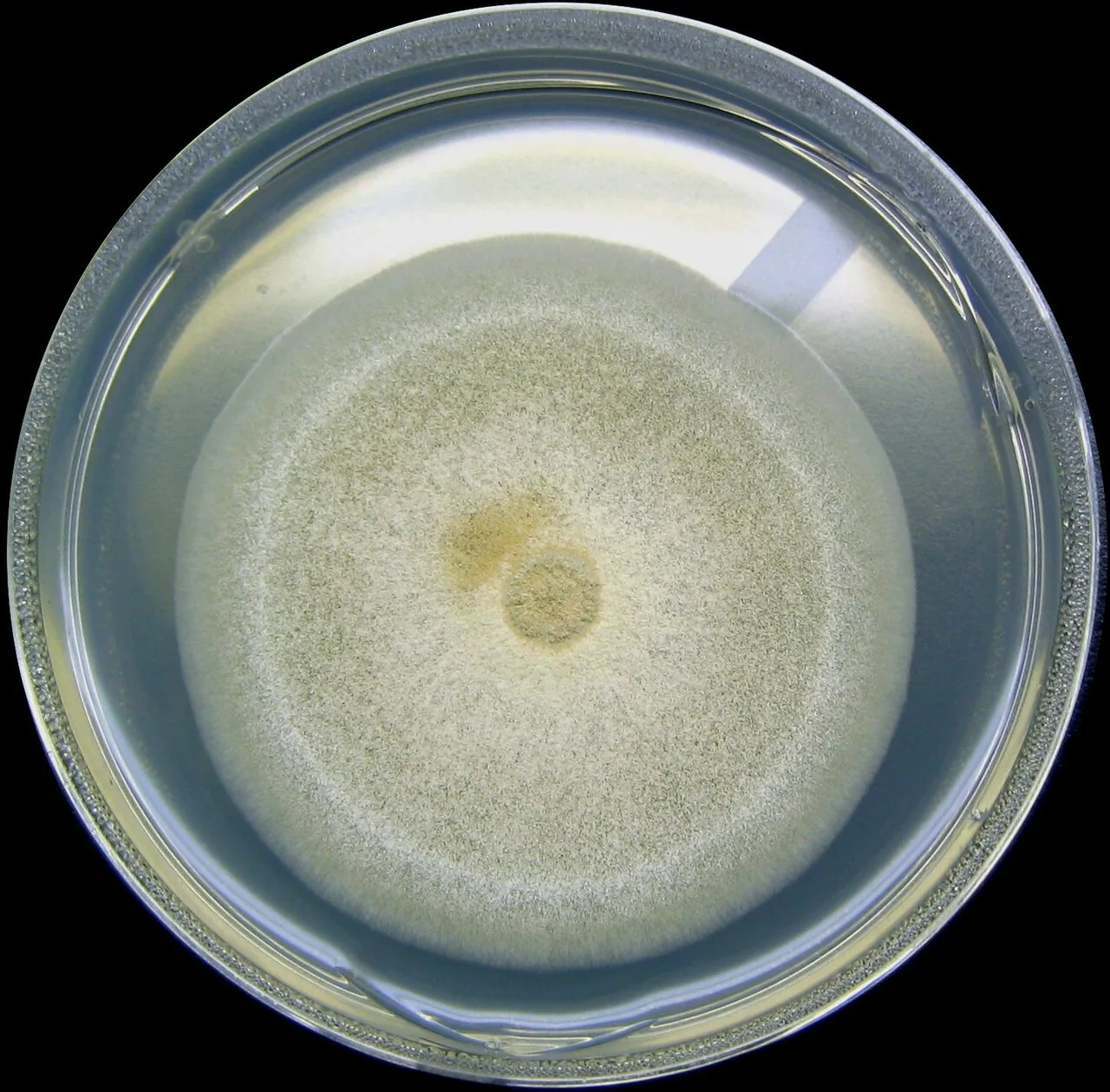 Aspergillus nidulans (Aspergillus nidulans) — photo mycologique
