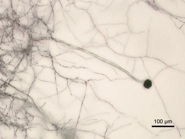 Aspergillus niger (Aspergillus niger) — photo mycologique