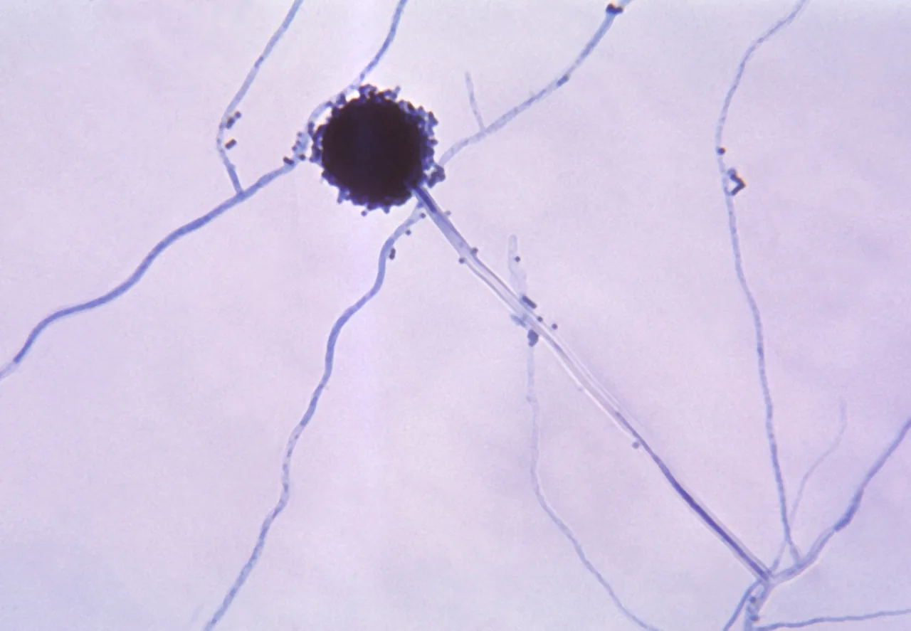 Aspergillus reticulatus (Aspergillus reticulatus) — photo mycologique