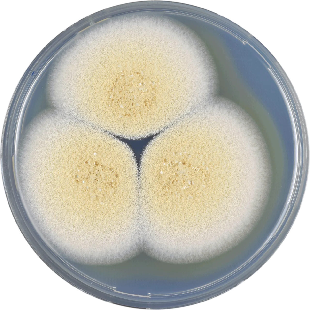 Aspergillus sclerotiorum (Aspergillus sclerotiorum) — photo mycologique