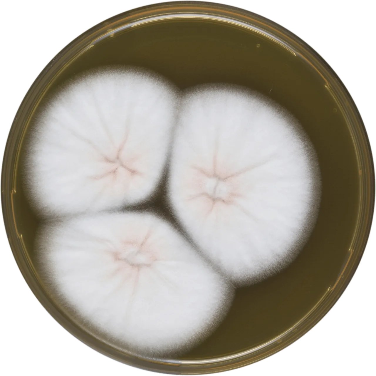 Aspergillus sulphureus (Aspergillus sulphureus) — photo mycologique