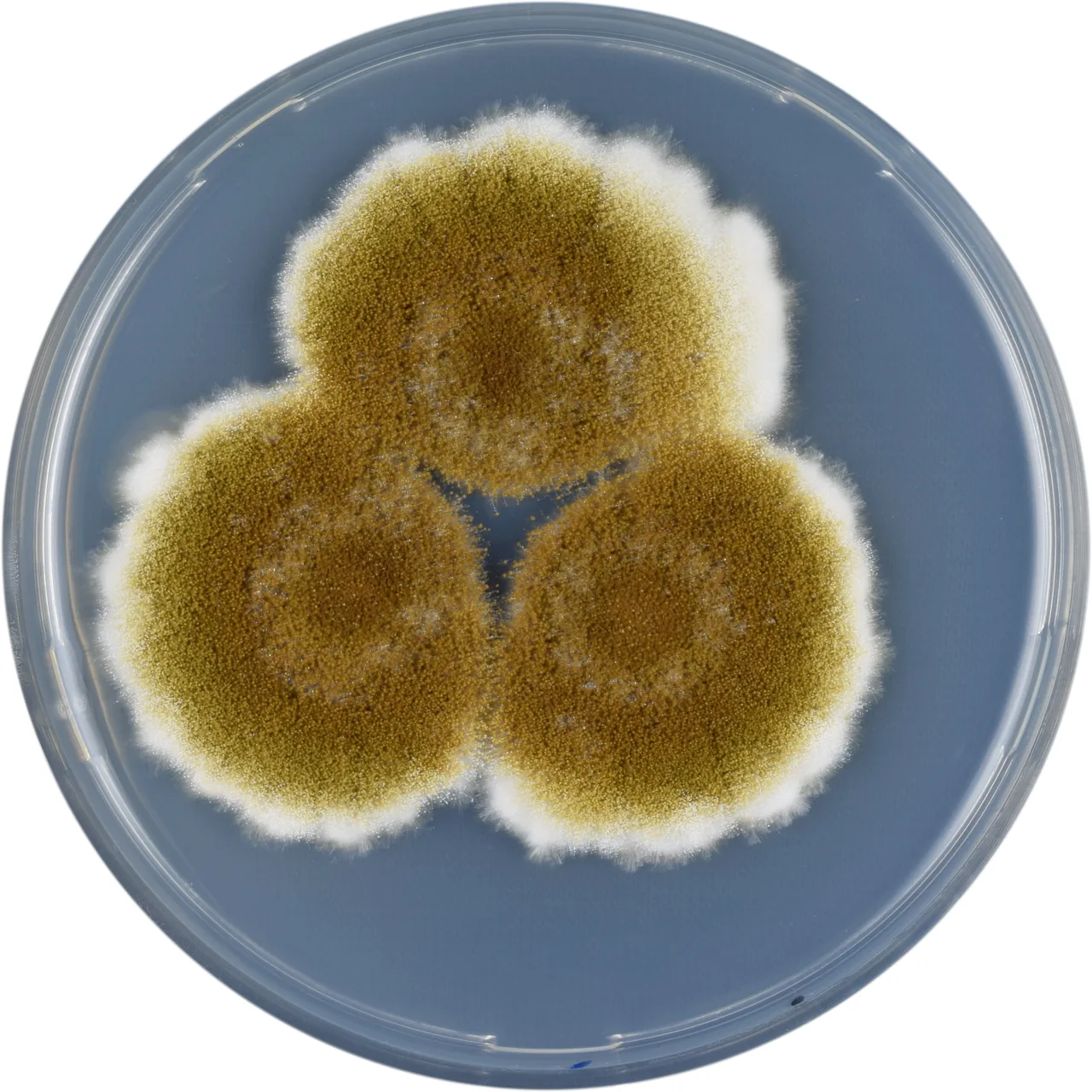 Aspergillus tamarii (Aspergillus tamarii) — photo mycologique