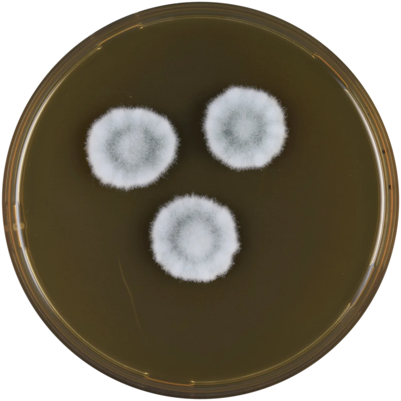 Aspergillus varians (Aspergillus varians) — photo mycologique