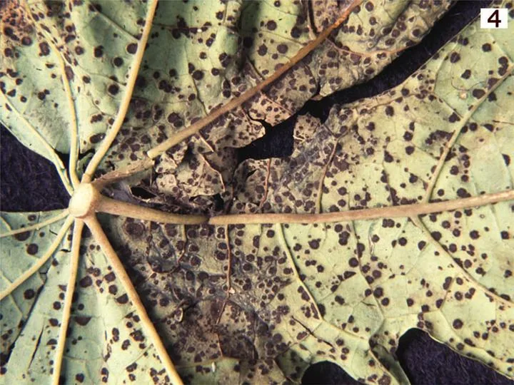 Asperisporium gnaphaliatum (Asperisporium gnaphaliatum) — photo mycologique