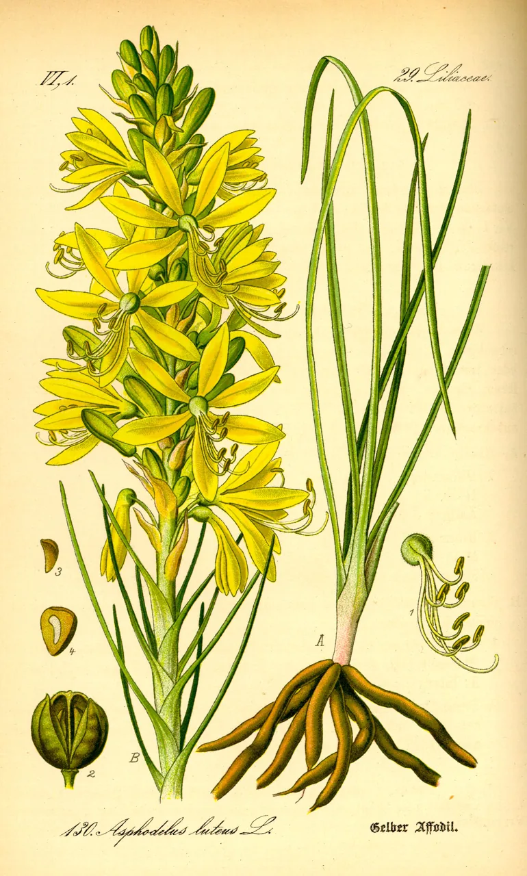 Asphodèle (Asphodeloideae) : photo botanique